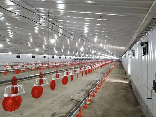 ODM Estructura de acero Casa de aves de corral Coop de pollo Marco de acero Edificio de granja longitud personalizada